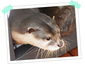 Oriental small-clawed otter, Kojiro